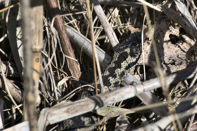 High angle view of lizard on field
