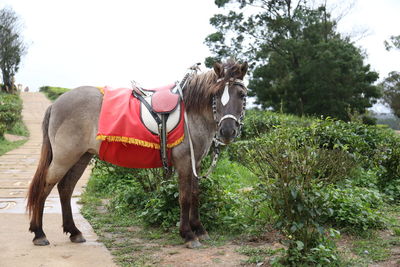 View of a horse on field