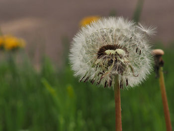 Close-up of dandelion flower