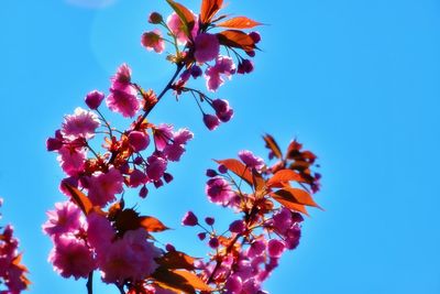 Low angle view of cherry blossoms against blue sky