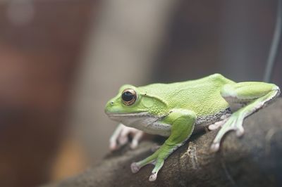 Close-up of frog on leaf