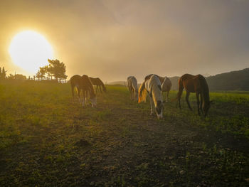 Horses grazing in a field