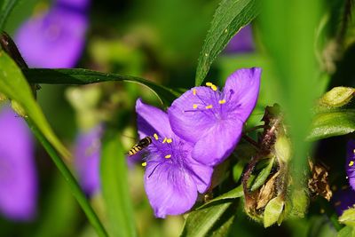 Close-up of butterfly on pink flower