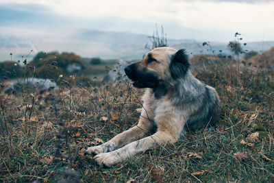 Dog looking away on field