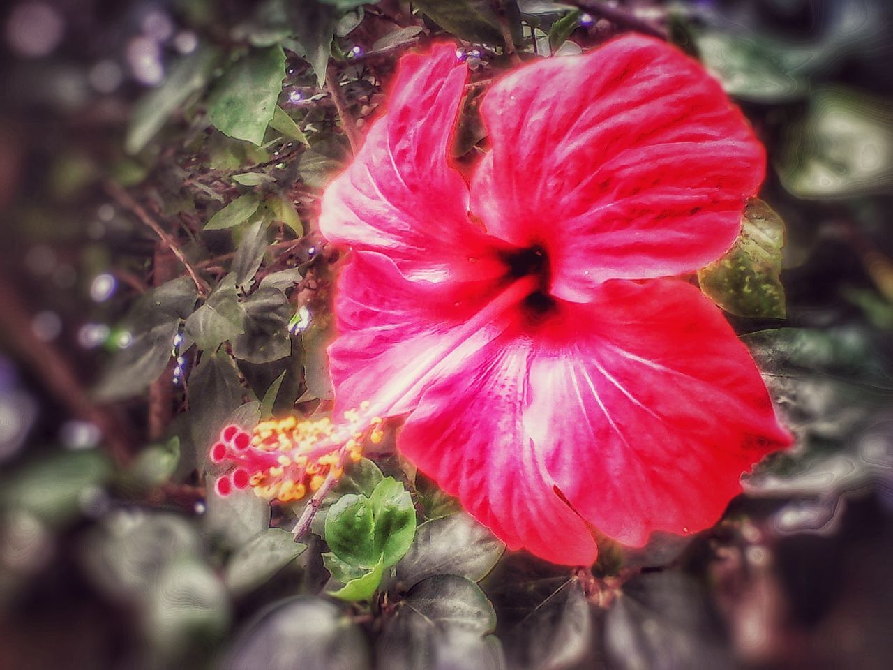 flower, petal, flower head, freshness, fragility, red, growth, beauty in nature, close-up, focus on foreground, blooming, nature, single flower, pollen, plant, stamen, in bloom, hibiscus, botany, outdoors