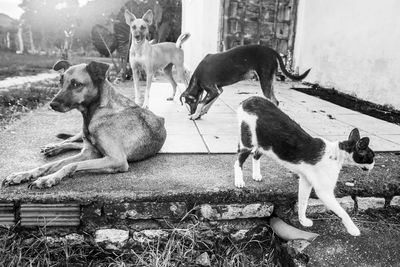 View of dogs