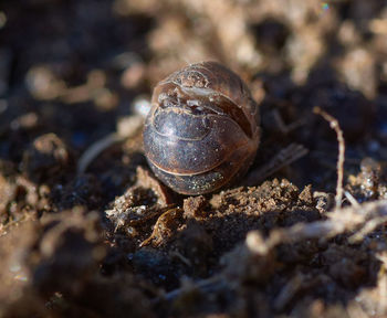 Close-up of snail on land