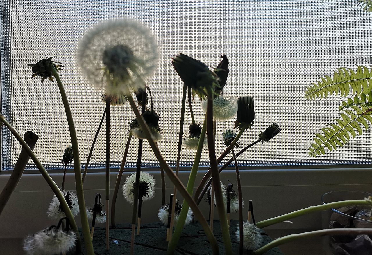 CLOSE-UP OF DANDELION AGAINST CLOUDY SKY