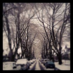 Surface level of bare trees