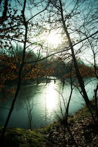 Scenic view of lake in forest