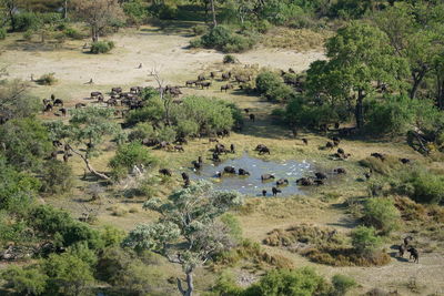 High angle view of plants growing on field