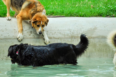 Dogs in swimming pool
