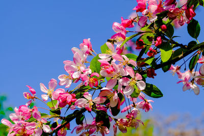 Close-up of pink cherry blossoms in spring