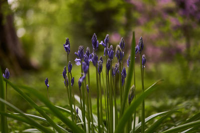 Close-up of purple flowering plants on field