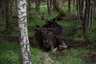View of a tree trunk in forest