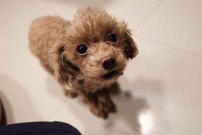 High angle portrait of dog standing on tiled floor at home