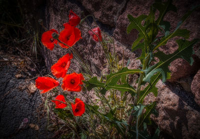 High angle view of red flowering plants on field