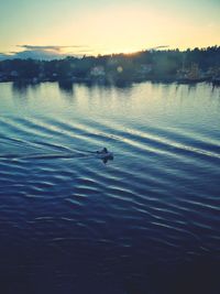 Swan swimming in lake against sky during sunset