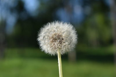 Close-up of dandelion against blurred background