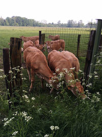 Horses in field against sky
