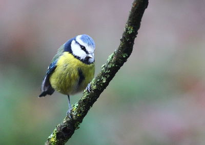 Close-up of bird perching on branch
