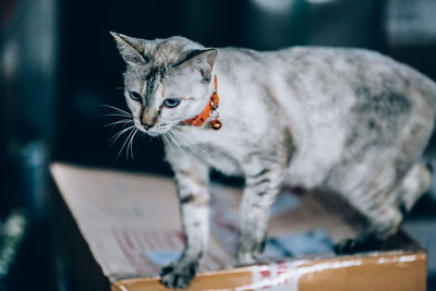 Close-up of a cat looking away