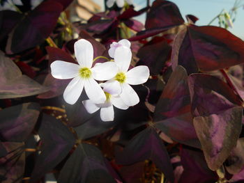 Close-up of white flower