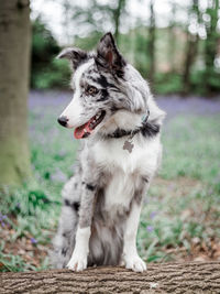 Close-up of dog looking away on field