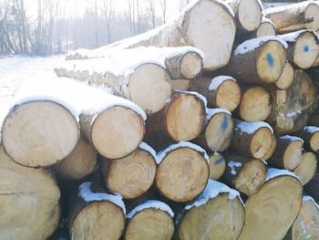 Stack of logs in forest