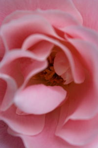 Close-up of pink rose