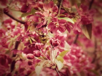 Close-up of pink flower