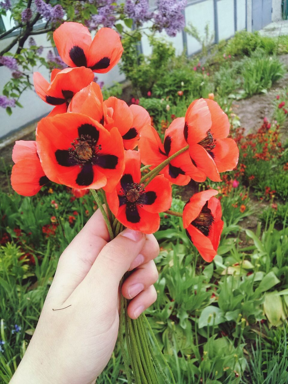 person, holding, flower, red, freshness, part of, human finger, personal perspective, unrecognizable person, petal, growth, lifestyles, fragility, leisure activity, cropped, plant