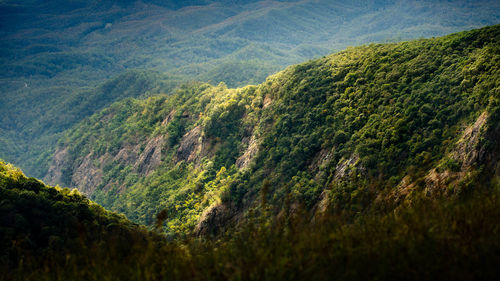 High angle view of forest