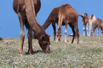 Camels grazing on field