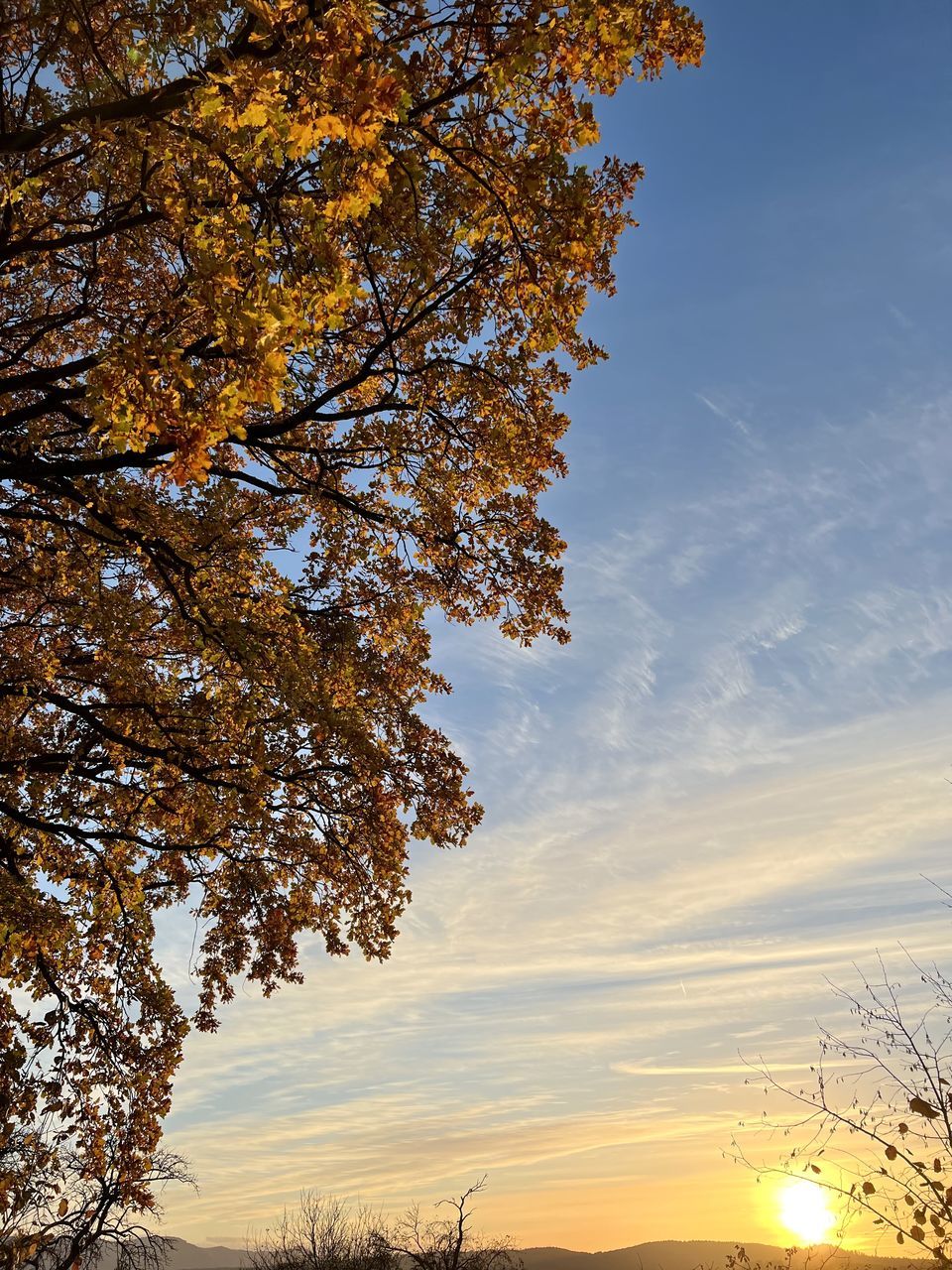 tree, sky, plant, beauty in nature, nature, sunset, sunlight, scenics - nature, cloud, tranquility, landscape, environment, no people, tranquil scene, autumn, orange color, land, silhouette, outdoors, idyllic, evening, growth, non-urban scene, yellow, branch, sun, leaf, plant part, back lit, rural scene, low angle view, blue