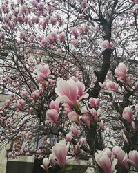 Close-up of pink cherry blossoms in spring