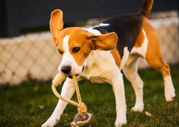 Happy beagle dog running with flying ears towards camera. activ dog concept