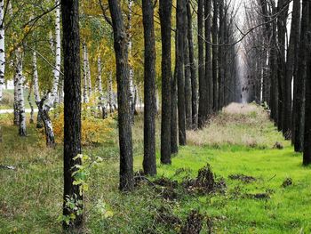 Trees growing in forest