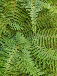 Full frame shot of fern leaves