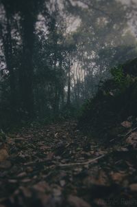 Trees in forest