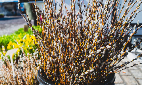 Close-up of plant