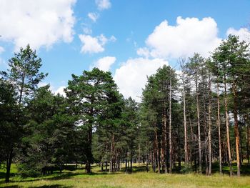 Trees against sky