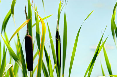 Close-up of grass