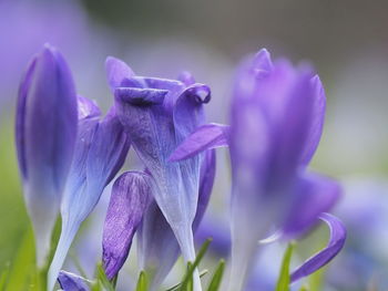 Close-up of purple crocus flowers