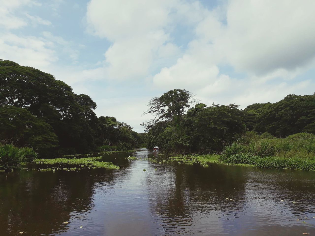 tree, cloud - sky, sky, water, nature, tranquility, beauty in nature, tranquil scene, scenics, outdoors, day, river, no people, green color, waterfront, growth, travel destinations, architecture, landscape