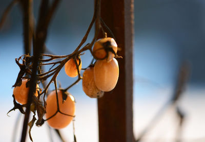 Close-up of fruits growing on plant