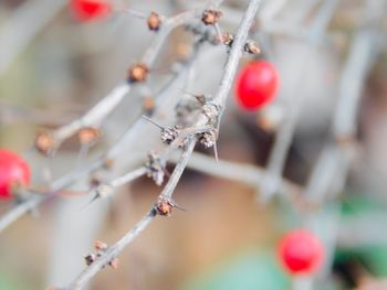 Close-up of berries growing on tree