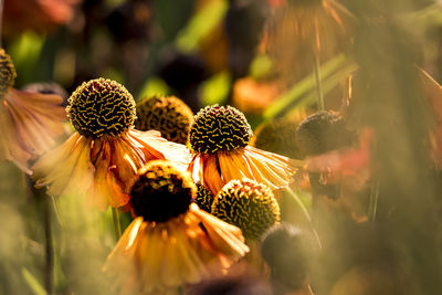 Close-up of flowering plant