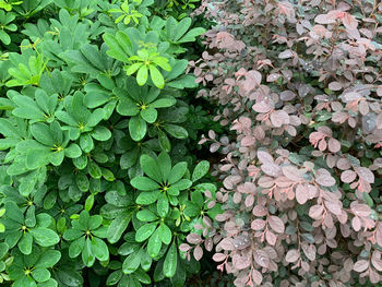 Full frame shot of flowering plant