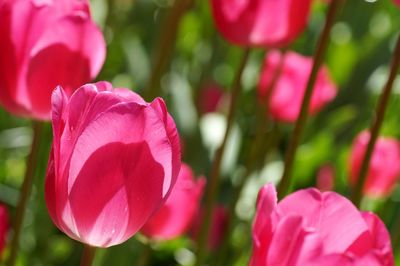 Close-up of pink tulips